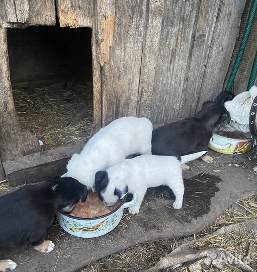 Щенки бесплатно