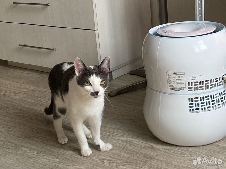 Кот, бело - серый, гладкошёрстный