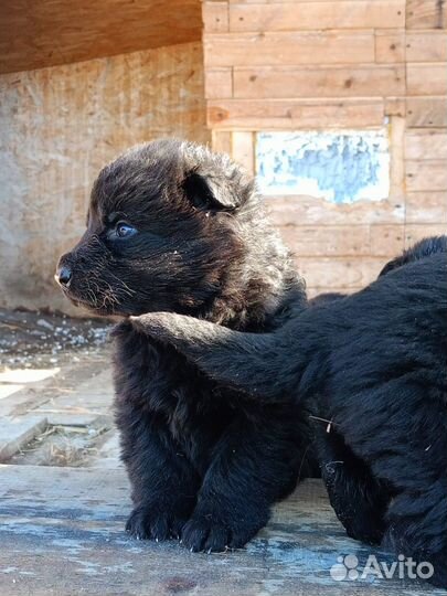 Щенки немецкой овчарки