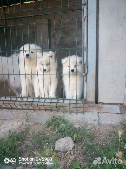 Помощница по хозяйству, разнорабочий