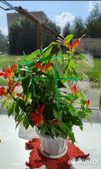 Эсхинантус жар птица