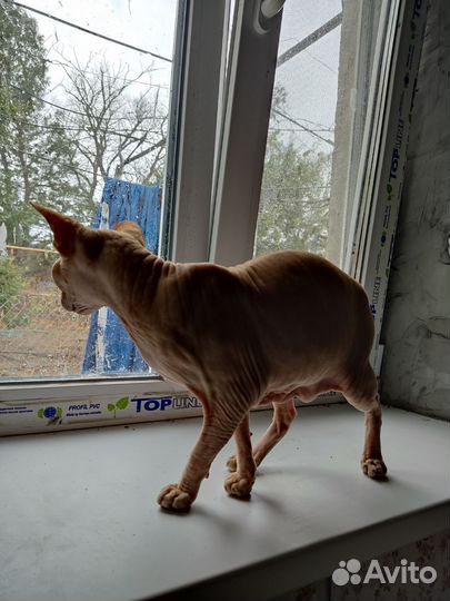 Канадский сфинкс мальчик