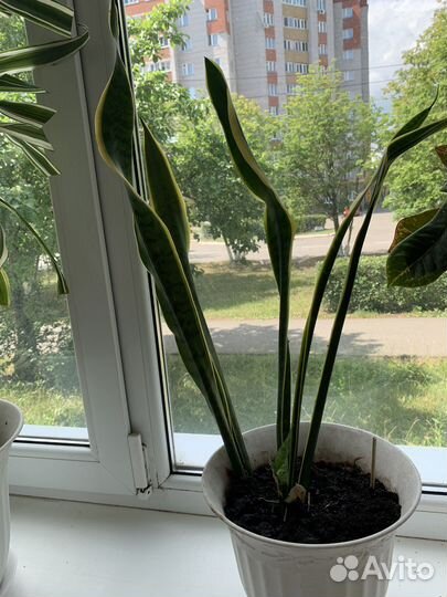Комнатные растения