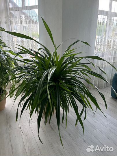 Комнатные растения