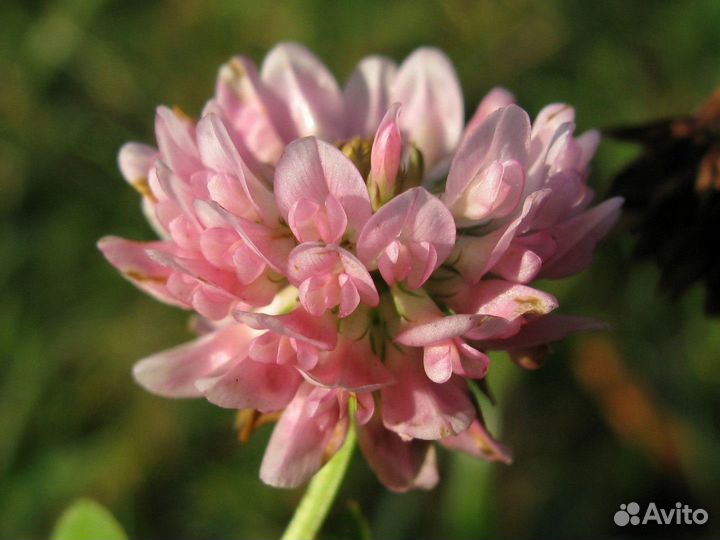 Семена Клевера Розового Гибридного опт