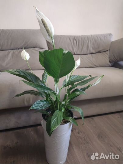Спатифиллум драцена растения для дома и офиса