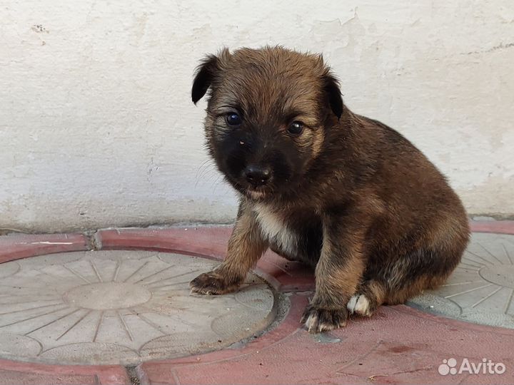 Отдам щенка в добрые руки