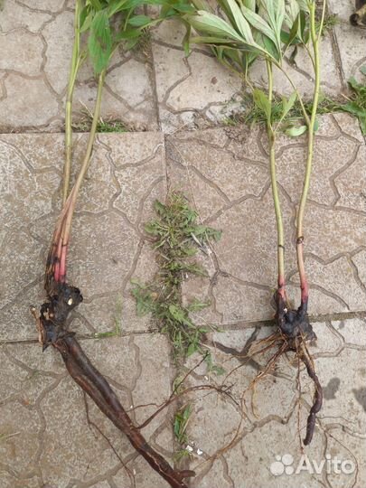 Корень пиона