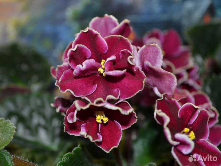 Детки пасынки сортовых фиалок фиалка