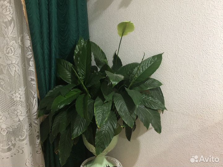 Большой цветок