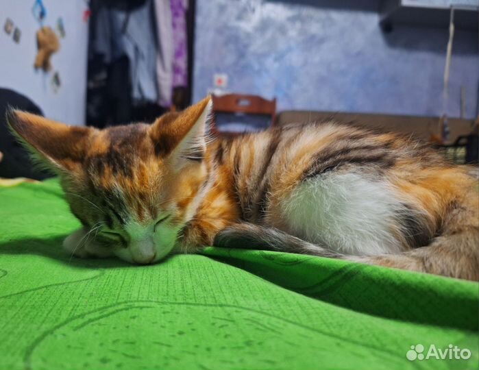 Котята мейн-кун метис