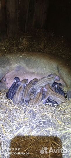 Поросята венгерской мангалицы