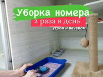 Передержка кошек и котов в гостинице для животных