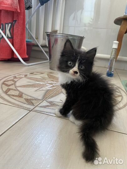Кошки в добрые руки бесплатно