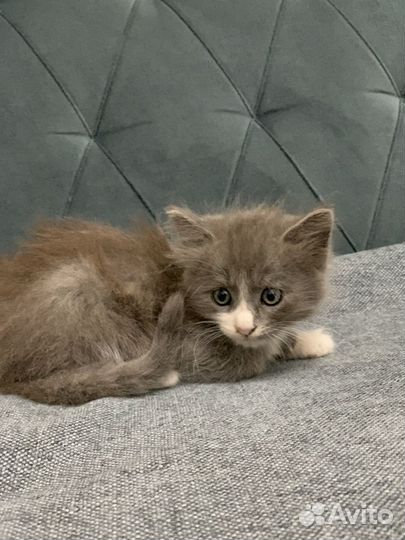 Шотландская