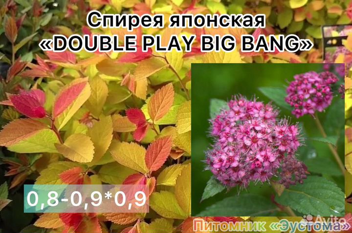 Спирея японская разные сорта
