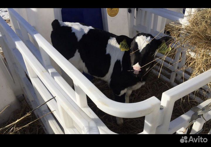 Телята бычки