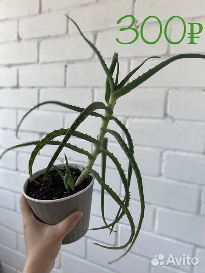 Алое лечебный