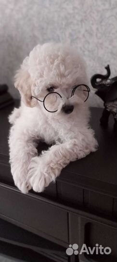 Девочка той пудель