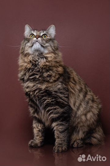 Сибирская кошка