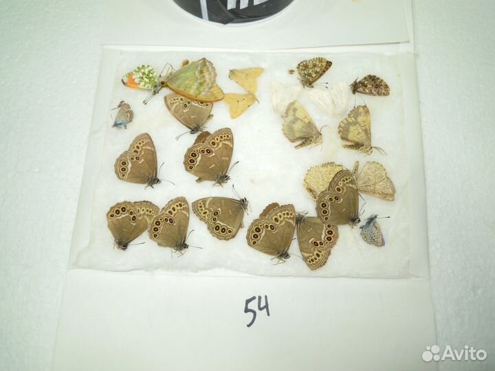 Сухие насекомые для школы. Бабочки, жуки и пр