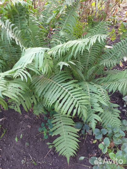 Папоротник