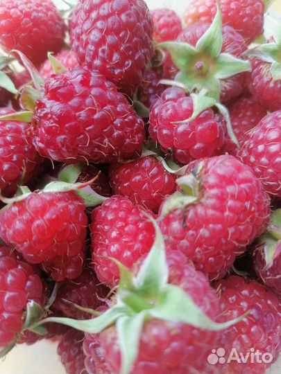 Ягода малины