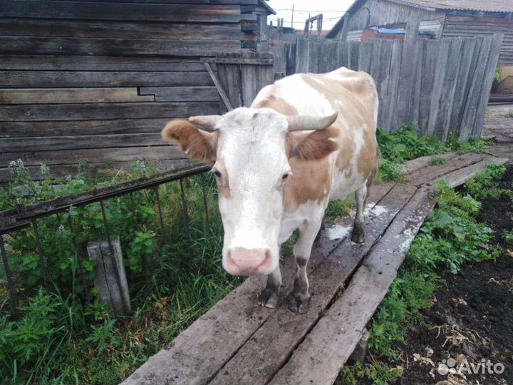 Корова дойная