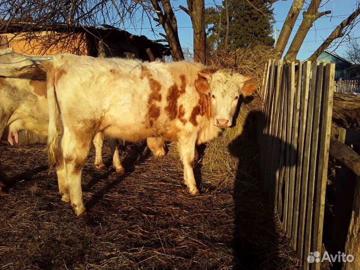 Телка стельная Бычок 1,3