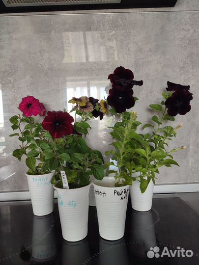 Рассада петунии