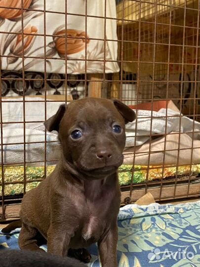 Той-терьеры