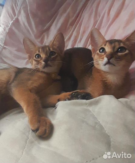 Абиссинские котята с документами
