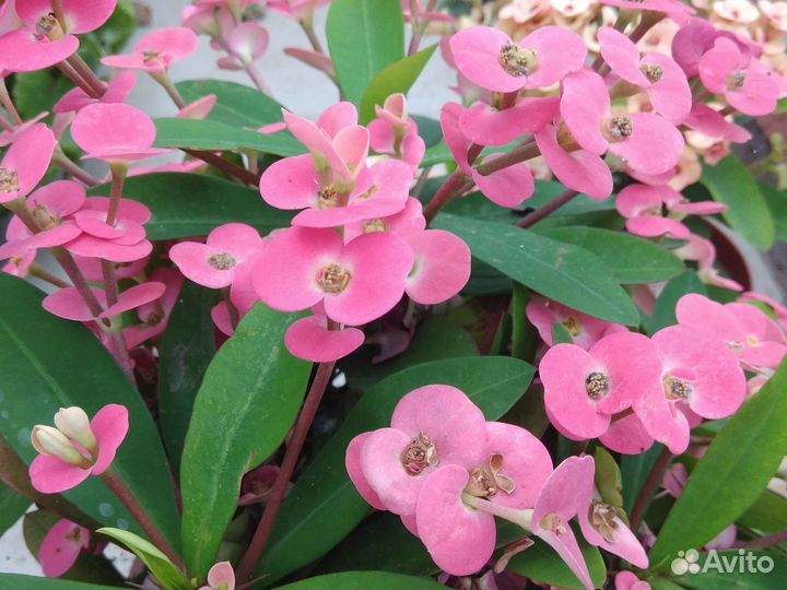 Молочай миля, эуфорбия