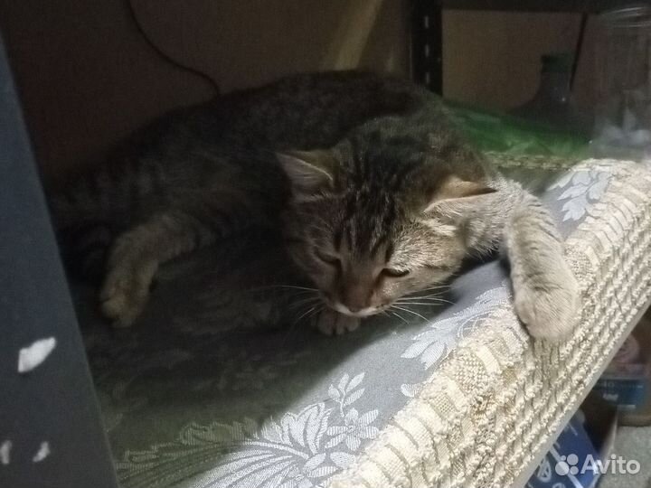 Кот в добрые руки