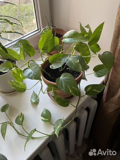 Эпипремнум золотистый