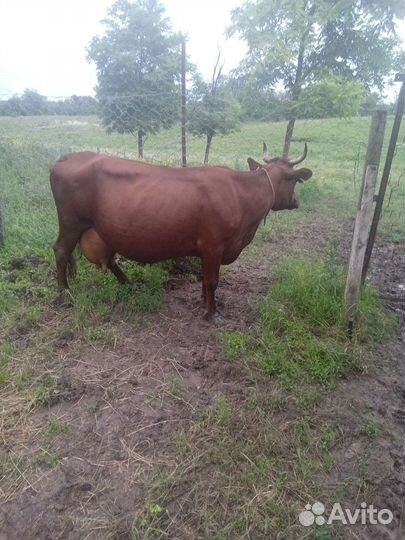 Продаётся корова