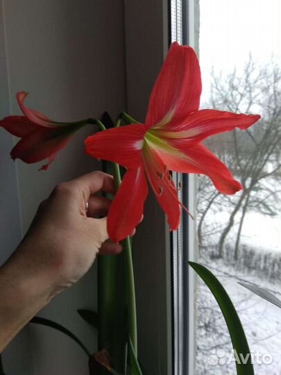 Лилия Гиппеаструм