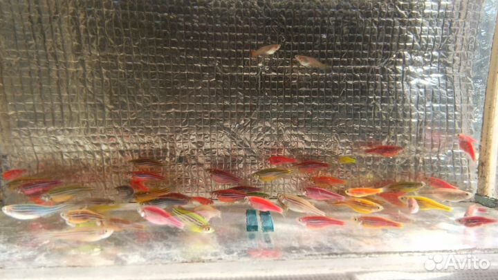 Аквариумные рыбки