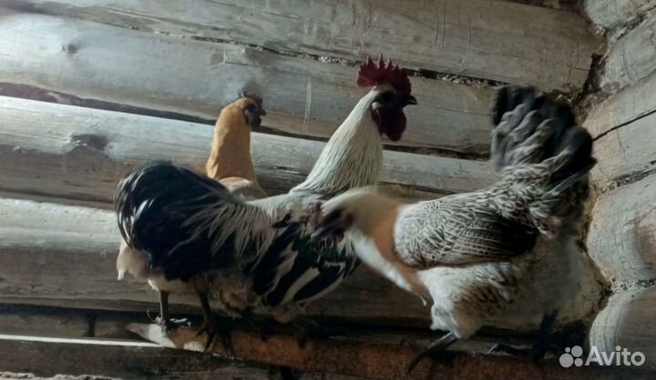 Яйцо Люйкеданцьзи инкубационное