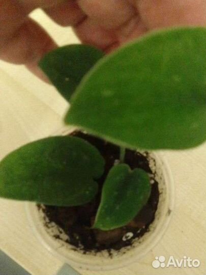 Сциндапсус blak stabillo. Эпипремнум