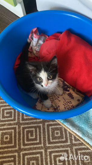 Кошка, котенок