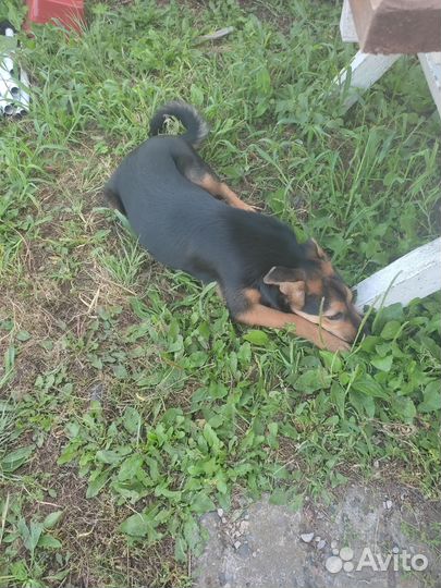 Собака в добрые руки отдам бесплатно