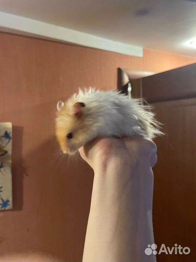 Сибирский хомяк