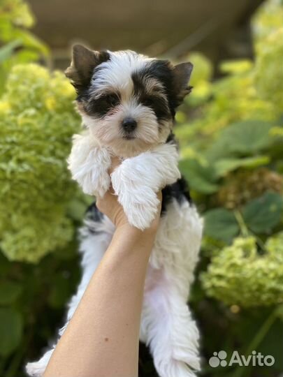 Бивер девочка