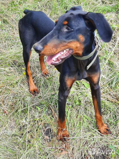 Собака доберман