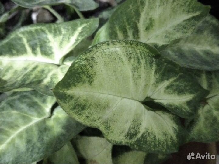 Комнатные растения