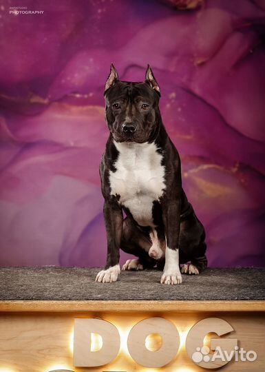 Вязка Американский стаффордширский терьер