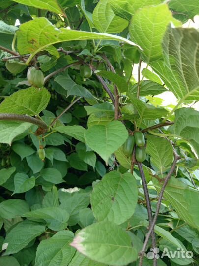 Актинидия коломикта