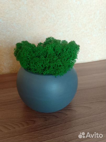 Гипсовое кашпо со стабилизированным мхом