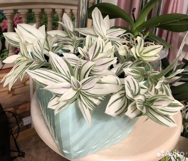 Традесканция Albovittata и другие